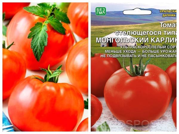 Топ-5 сверхранних томатов