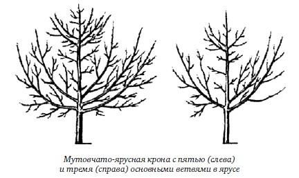 
						Формируй сад смолоду!					
				     