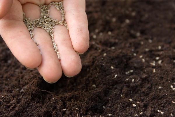 Хорошие соседи: как совмещать разные культуры в одной теплице