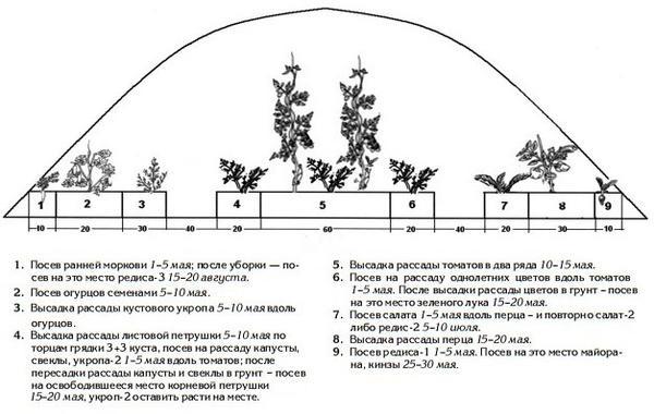 Хорошие соседи: как совмещать разные культуры в одной теплице