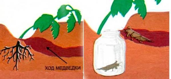 Народные методы борьбы с медведкой (советы от дачников)