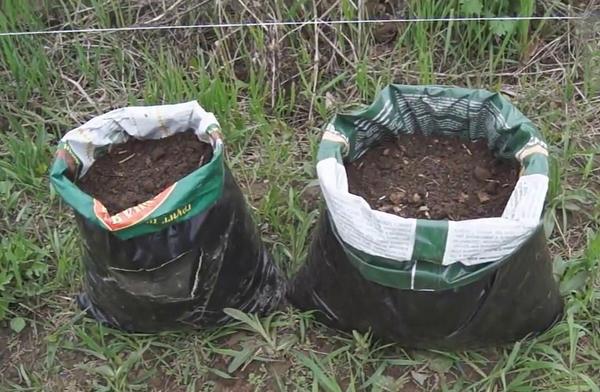 Выращиваем огурцы в мешках: чем удобен этот способ