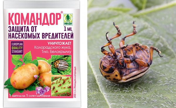 Повадки колорадского жука: как прогнать паршивца с картошки