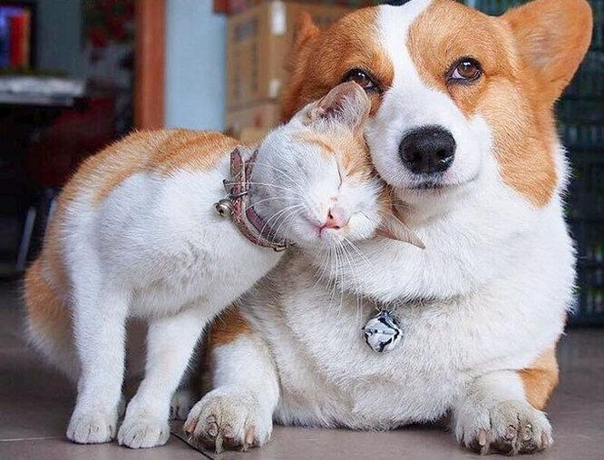 Близнецы, но не братья: 10 необычных фотографий животных