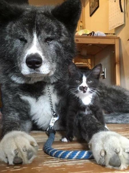 Близнецы, но не братья: 10 необычных фотографий животных