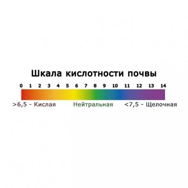 Дачные лайфхаки: как определить кислотность почвы и почему это важно?