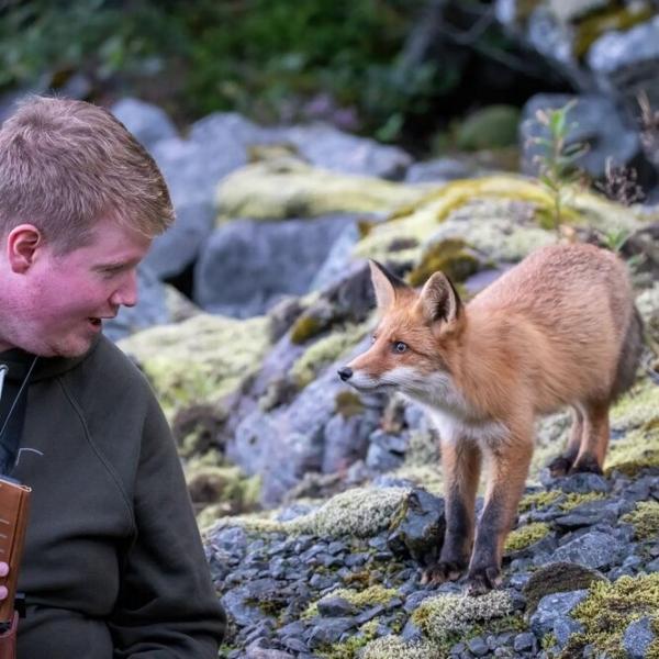 Дикий лисенок устроил милую атаку на фотографа, затаившегося в кустах (видео)