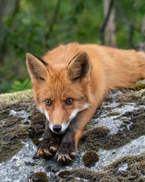 Дикий лисенок устроил милую атаку на фотографа, затаившегося в кустах (видео)