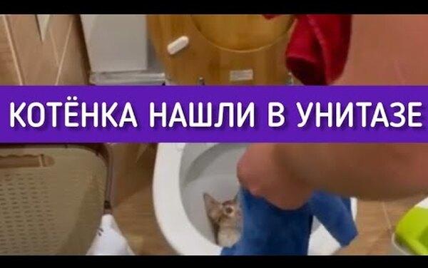 &laquo;Орет, но жаждет жить&raquo;: в Ленобласти из унитаза вылез живой котенок