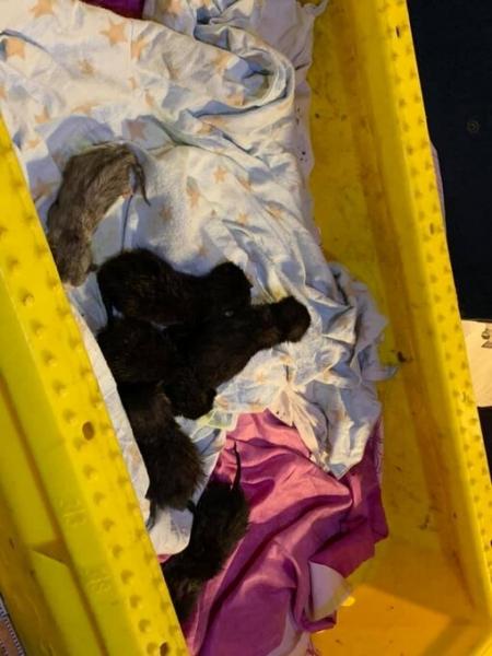Рыбаки 4 дня боролись за жизнь новорожденных котят с помощью сахара